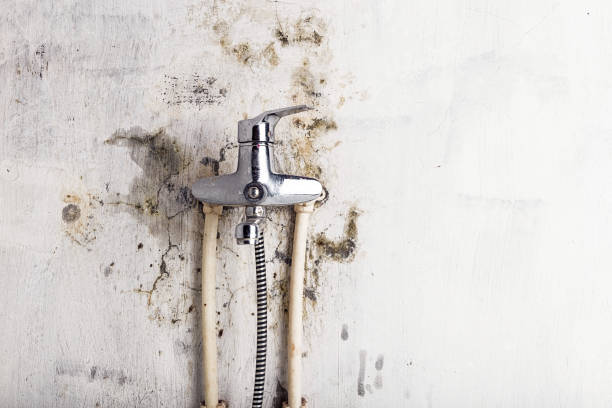 Home Mold Removal in Blackwells Mills, NJ