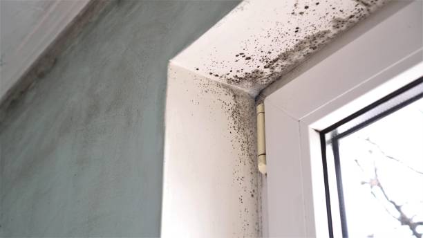 Best Commercial Mold Removal  in Blackwells Mills, NJ
