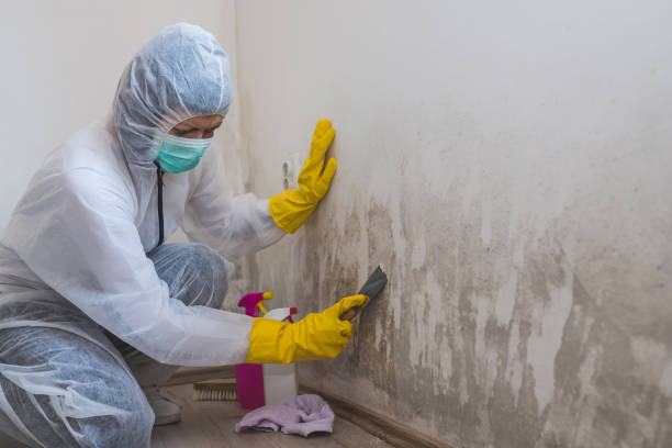 Best Certified Mold Removal  in Blackwells Mills, NJ