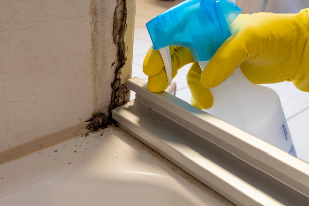 Best Professional Mold Removal  in Blackwells Mills, NJ
