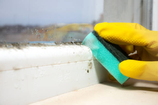 Best Office Mold Removal Services  in Blackwells Mills, NJ