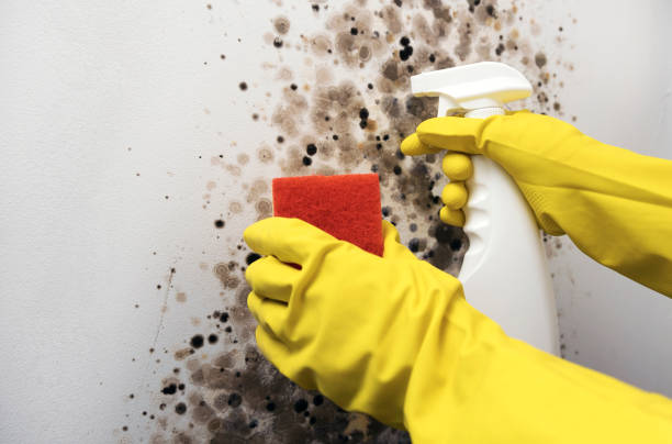 Best Certified Mold Removal  in Blackwells Mills, NJ
