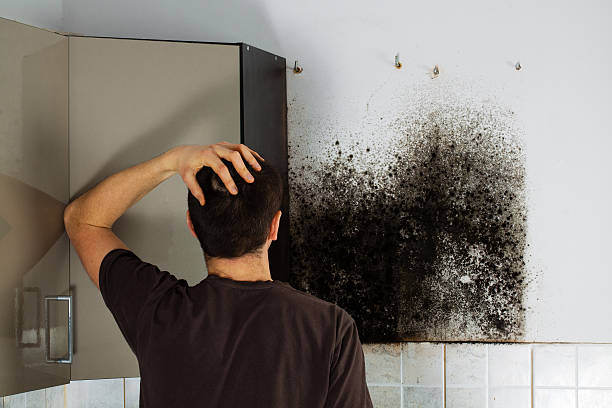 Best Same-Day Mold Removal  in Blackwells Mills, NJ
