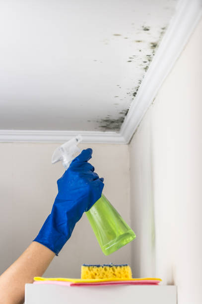 Best Mold Damage Repair  in Blackwells Mills, NJ